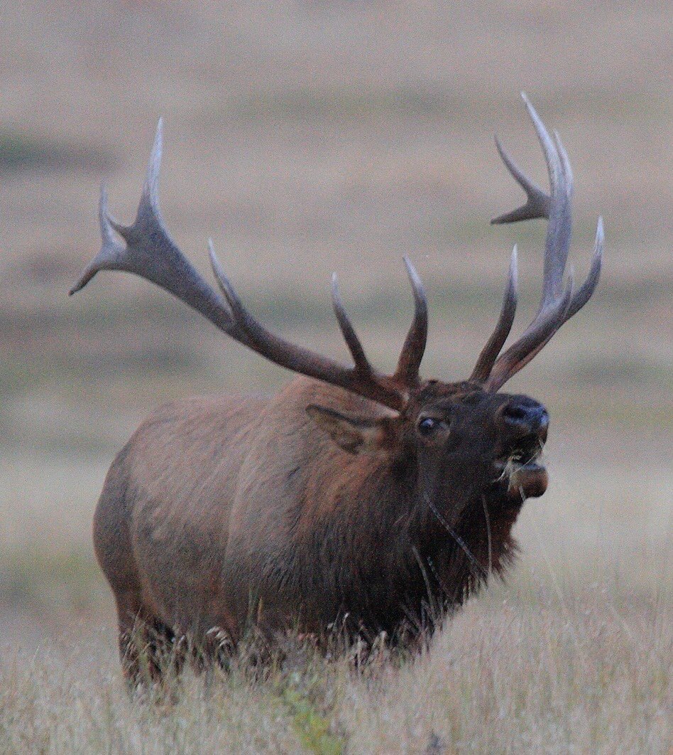 prairieguy2016's tweet image. Even while eating and with a mouth full of grass, when the urge hits you, sometimes you just have to bugle! #elk #bugling #rut #prairieguyinthemountains