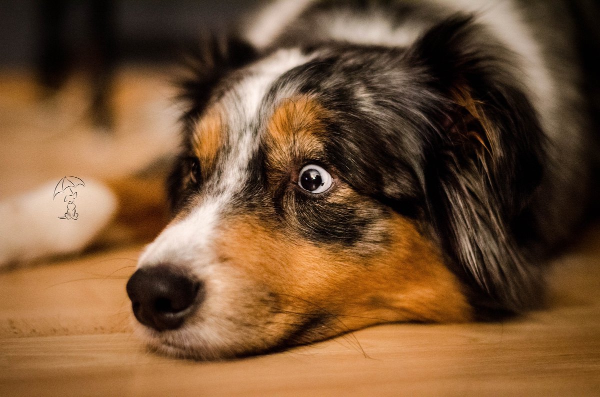 My look when I'm told there aren't any treats left.