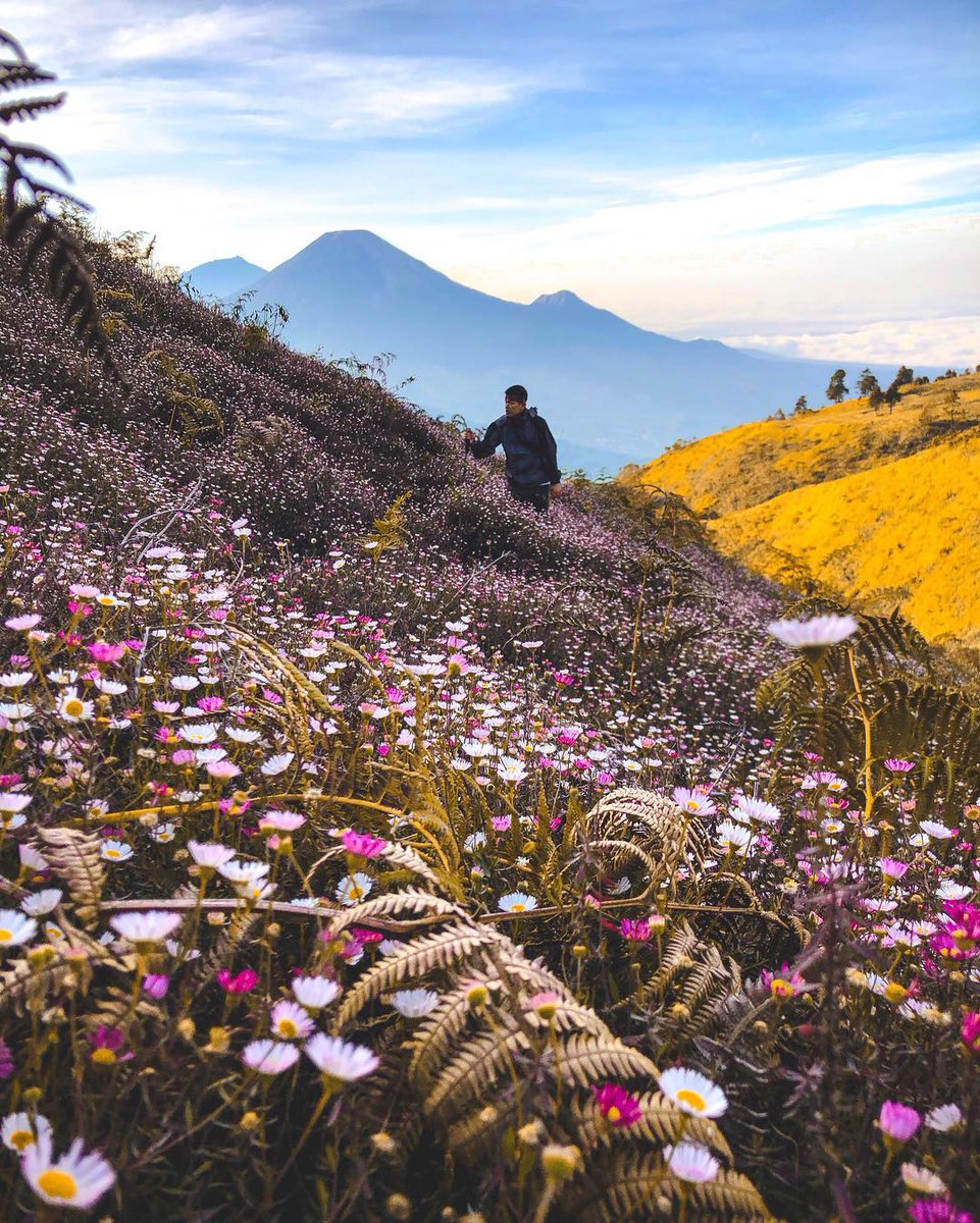 Airy Indonesia on Twitter: &quot;Cantiknya pemandangan di Gunung Prau bikin hari  kamu ikut berbunga-bunga kan! 😍 Tetap ingat untuk menjaga alam ya, dengan  tidak memetik bunga edelweis. Yuk mulai rencanakan liburanmu untuk