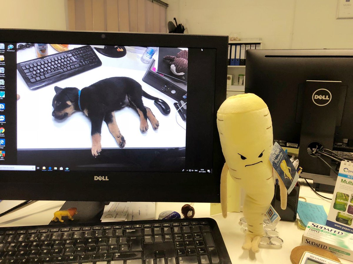 4wayssolutions's tweet photo. After much deliberation, we have taken a side @AldiUK #PascalParsnip
#Christmas #OfficeLife https://t.co/aIMUoGtD2W