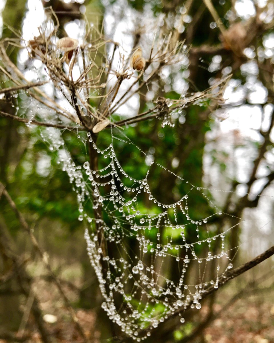 SazMills's tweet image. It’s a chilly foggy morning but great for seeing webs &amp;amp; tall trees 🕸🌳 #NationalTreeWeek #treecharter #TuesdayThoughts #NaturePhotography #loveukweather