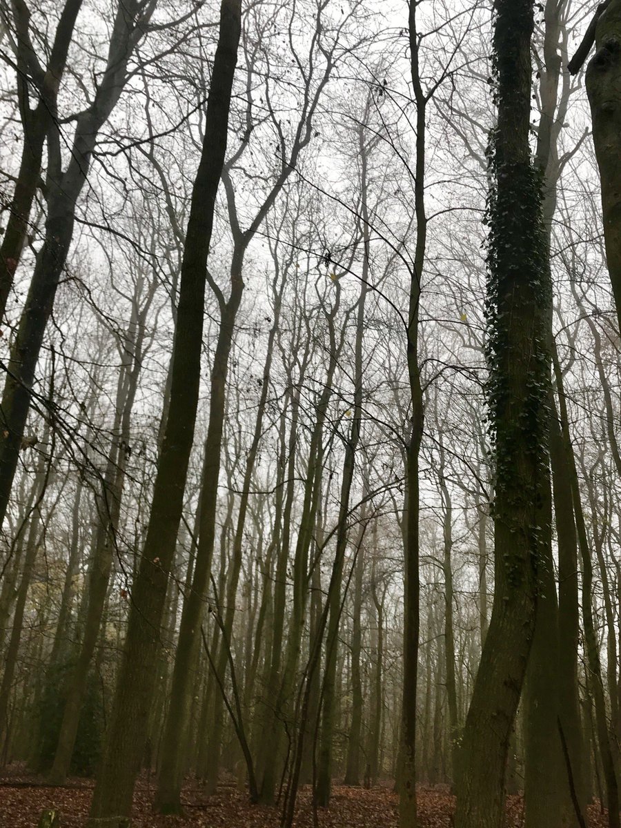 SazMills's tweet image. It’s a chilly foggy morning but great for seeing webs &amp;amp; tall trees 🕸🌳 #NationalTreeWeek #treecharter #TuesdayThoughts #NaturePhotography #loveukweather