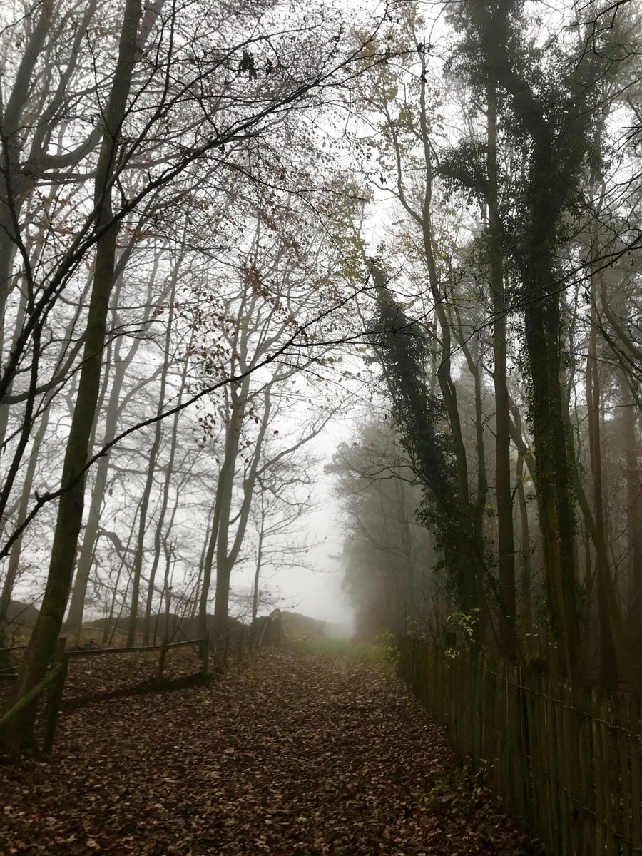 SazMills's tweet image. It’s a chilly foggy morning but great for seeing webs &amp;amp; tall trees 🕸🌳 #NationalTreeWeek #treecharter #TuesdayThoughts #NaturePhotography #loveukweather