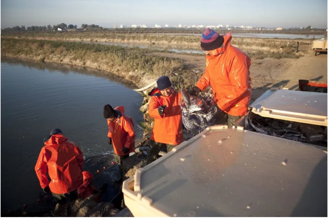 Producers can now calculate the carrying capacity of aquaculture in both marine cages and inland ponds, using models developed as part of a new research project: thefishsite.com/articles/new-l… #aquaculture #sustainability #research
