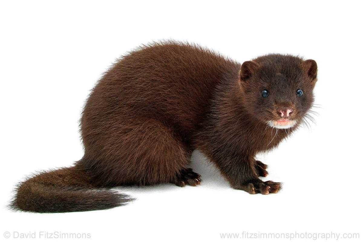 Capturing general behaviors of species and distinct personalities of individuals are goals in my Curious Critters series. American Mink, Nature's Nursery, Whitehouse, OH. Sigma SD Quattro, 17-70mm f/2.8-4 C. davidfitzsimmons.com  #sigmalens
