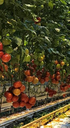 andreashofland's tweet photo. #HortiKey and @LetsGrowNews are disrupting the #tomato supply chain! Learn more at the #eufreshinfo by @FICbv https://t.co/eVCqINov1V