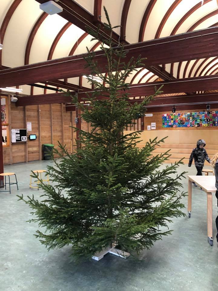 Uglegaardsskole's tweet photo. På denne kolde tirsdag er der kommet juletræer i vores storrum og julen er dermed så småt på vej til @Uglegaardsskole 😍🎅🏻🎄 https://t.co/ocu90PiXtC