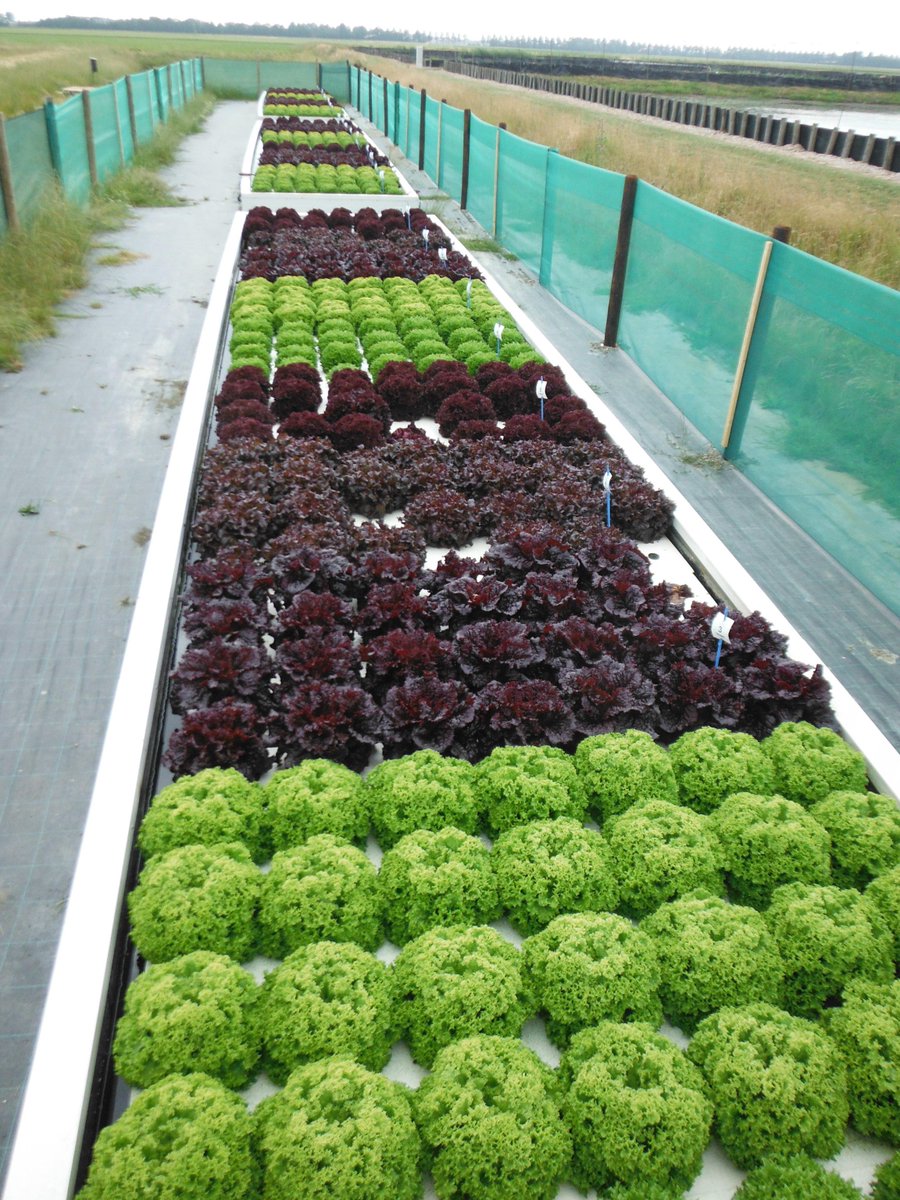 Growing lettuce using saline water in a Hydroponic system. These varieties are performing great with a salt concentration of 7 dS/m. 

This approach helps to conserve (fresh) water and a similar system can be suitable for many areas around the world.

#salinefarming #hydroponics