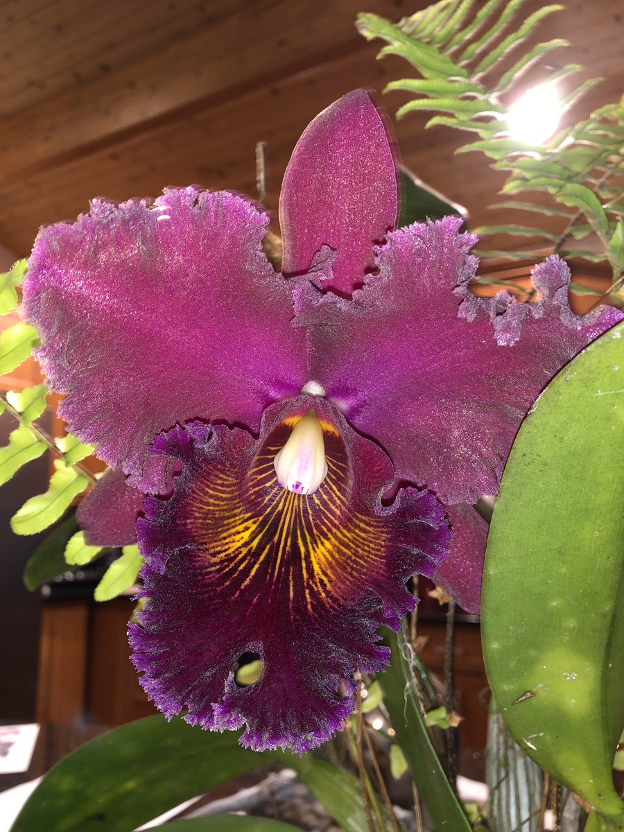 coldinthewinter's tweet photo. It’s snowing outside but this is so fragrant inside!  #Orchid #orchids #cattleya #NYState #forestburgh https://t.co/feJmJbjsPk