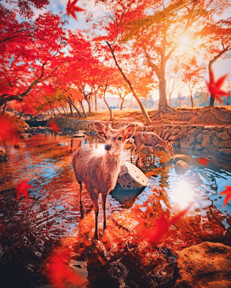 奈良公園、鹿と紅葉のキレイな一枚の写真ｗｗｗ思わず言葉を失ってしまう！