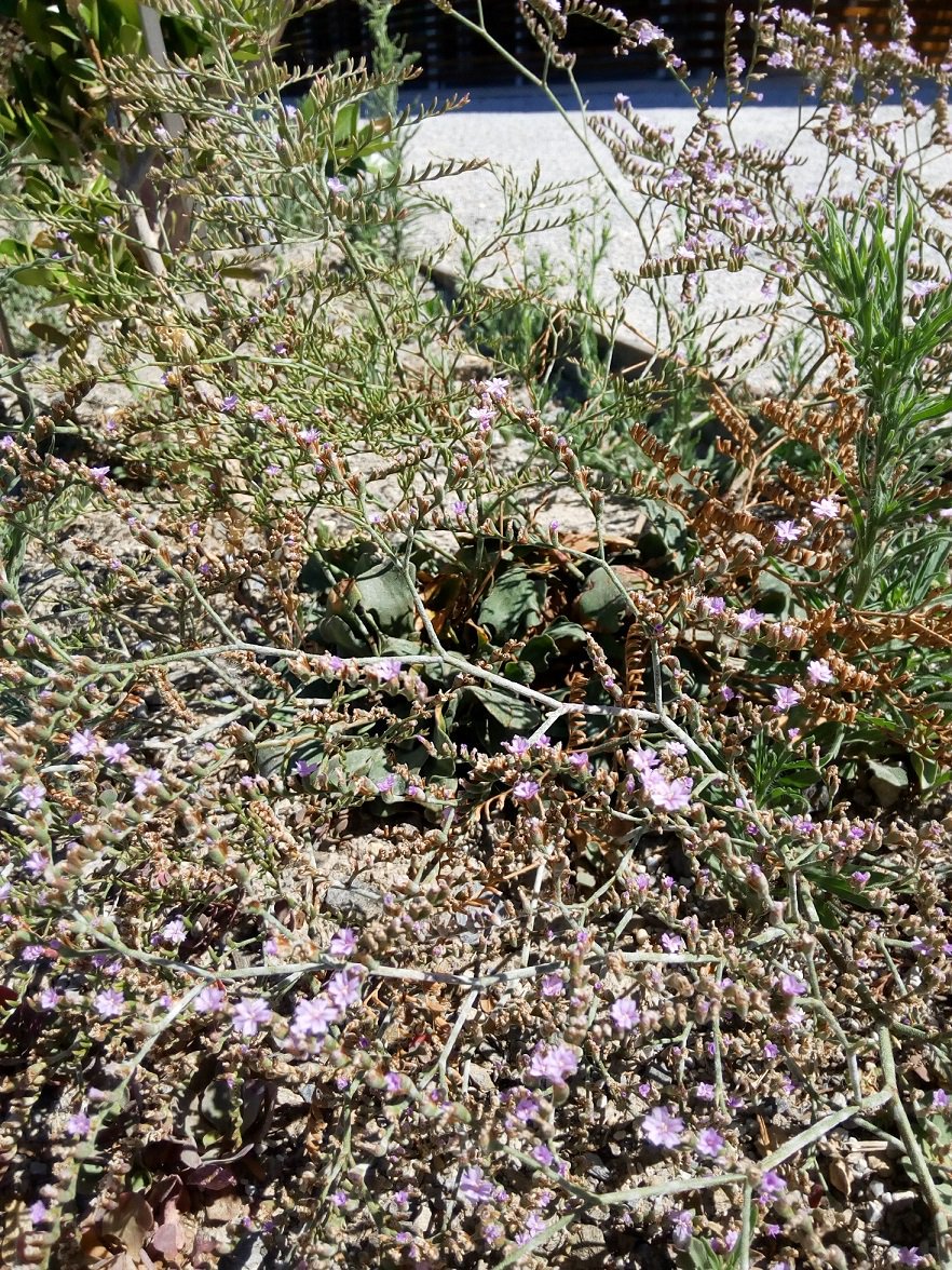 Conhabit's tweet photo. Look for the #saladilla or #saladillaofMalaga, a #species in #dangerofextinction that can be found in #CliffsofMaroCerroGordo (#AcantiladosdeMaroCerroGordo)
#Natura2000 #conservation #protectedspecies #Nerja #Almuñécar #Malaga #Granada https://t.co/if0Nbz26BE