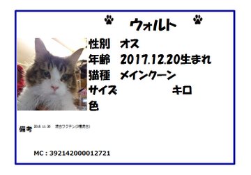 メインクーン 3歳 里親募集 大好き ガブオズ兄弟