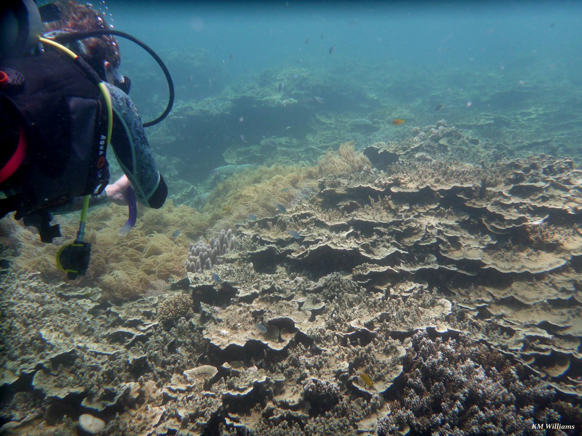 SeaSpongeCake's tweet photo. Exploring #MooreReef π
#Cairns #GBR #coral #divebuddy π https://t.co/hAA6VPHV3R