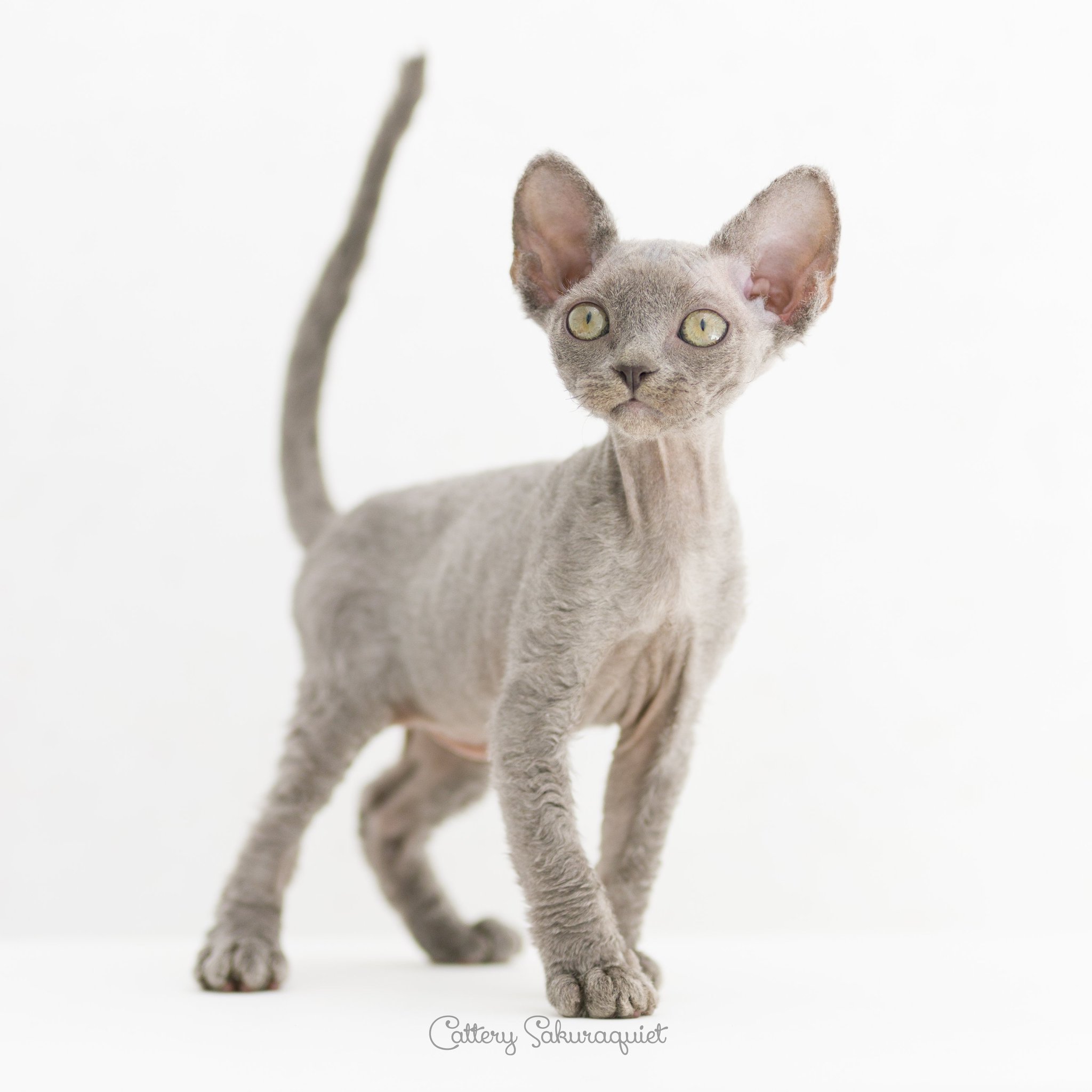 石原 さくら ブルーくん デボンレックス 子猫 Devonrex Kitten キャッテリー通信 T Co Jrj4utauih T Co Kayfgc8xy8 Twitter