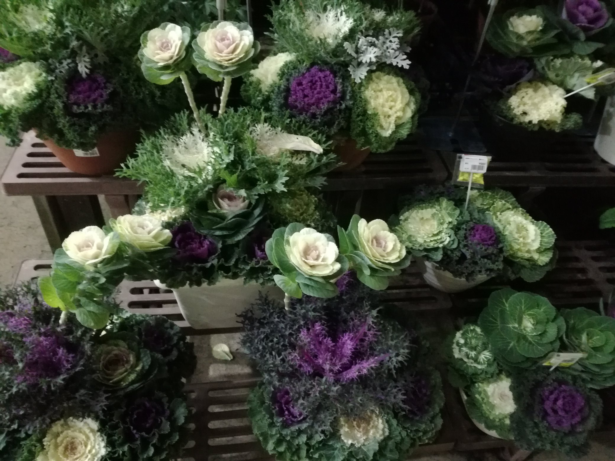 ともみ ホームセンターの葉牡丹 いつもは興味わかないんだけど いろんな種類の葉牡丹の寄せ植えが作ってあって 初めて葉牡丹に種類 があることを知った 水菜みたいにギザギザとか ちりめん状とか きれいだった 全部葉牡丹 T Co 6zhgwonyol