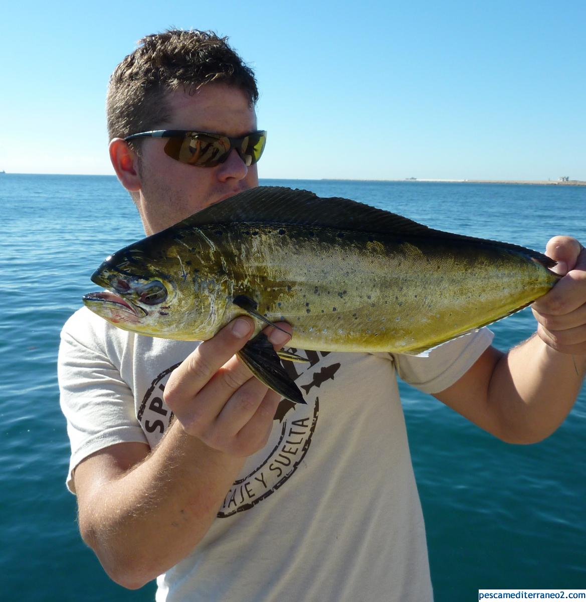 pescamed's tweet photo. Capturas y más Barcelona-Girona-Tarragona. .Tuvieron una segunda oportunidad. 100 % TikiTaka Spinning https://t.co/NejGPzlZsx #pesca #pm2 https://t.co/jLk4cH5FTU