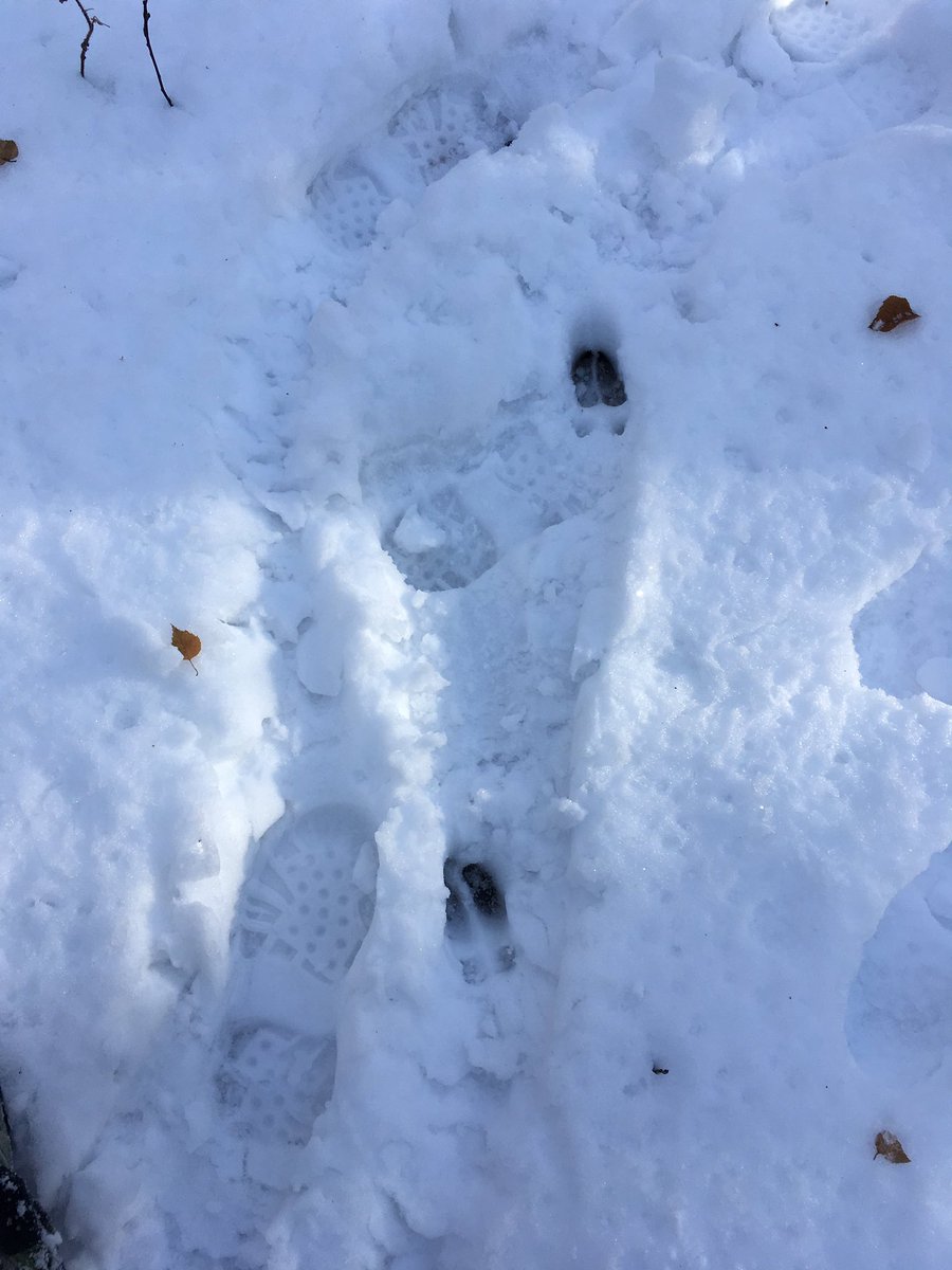 mireille_mageau's tweet image. Tracks in your tracks, and tracks on the driveway 😪 #huntingproblems #hunting #whitetail #deer #elk #alberta