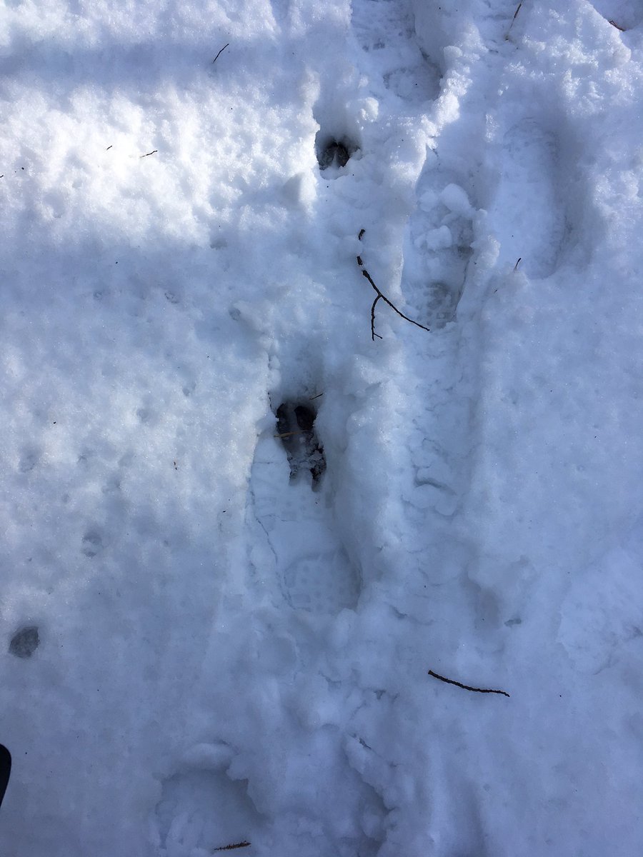 mireille_mageau's tweet image. Tracks in your tracks, and tracks on the driveway 😪 #huntingproblems #hunting #whitetail #deer #elk #alberta
