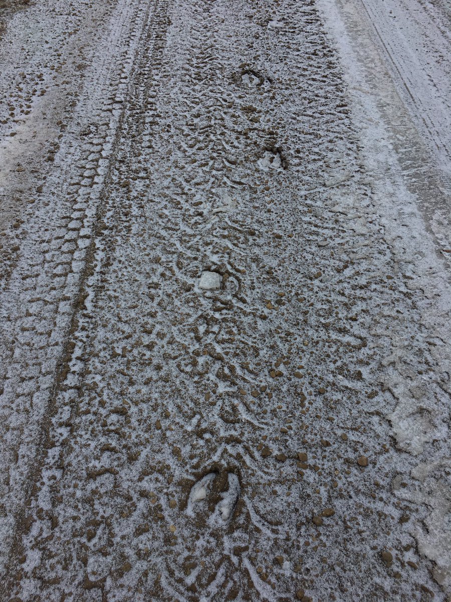 mireille_mageau's tweet image. Tracks in your tracks, and tracks on the driveway 😪 #huntingproblems #hunting #whitetail #deer #elk #alberta