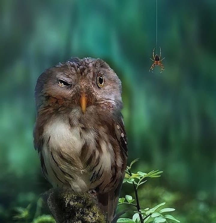 GF_Shop's tweet image. Close encounter
@nature.geography 
#wildlifeconservation