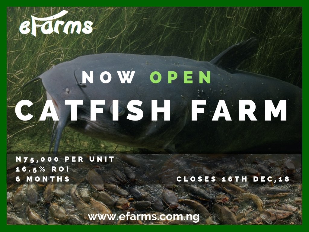 efarms_ngr's tweet photo. It is #GivingTuesday! The best thing you can give to a smallholder farmer is to empower them by investing in their farms. Invest in a farmer today by visiting https://t.co/0bBahmyjrt. Catfish farms are open. #empoweringfarmers #transformingtheeconomy #GivingTuesday #efarms https://t.co/j0iftfCIdh