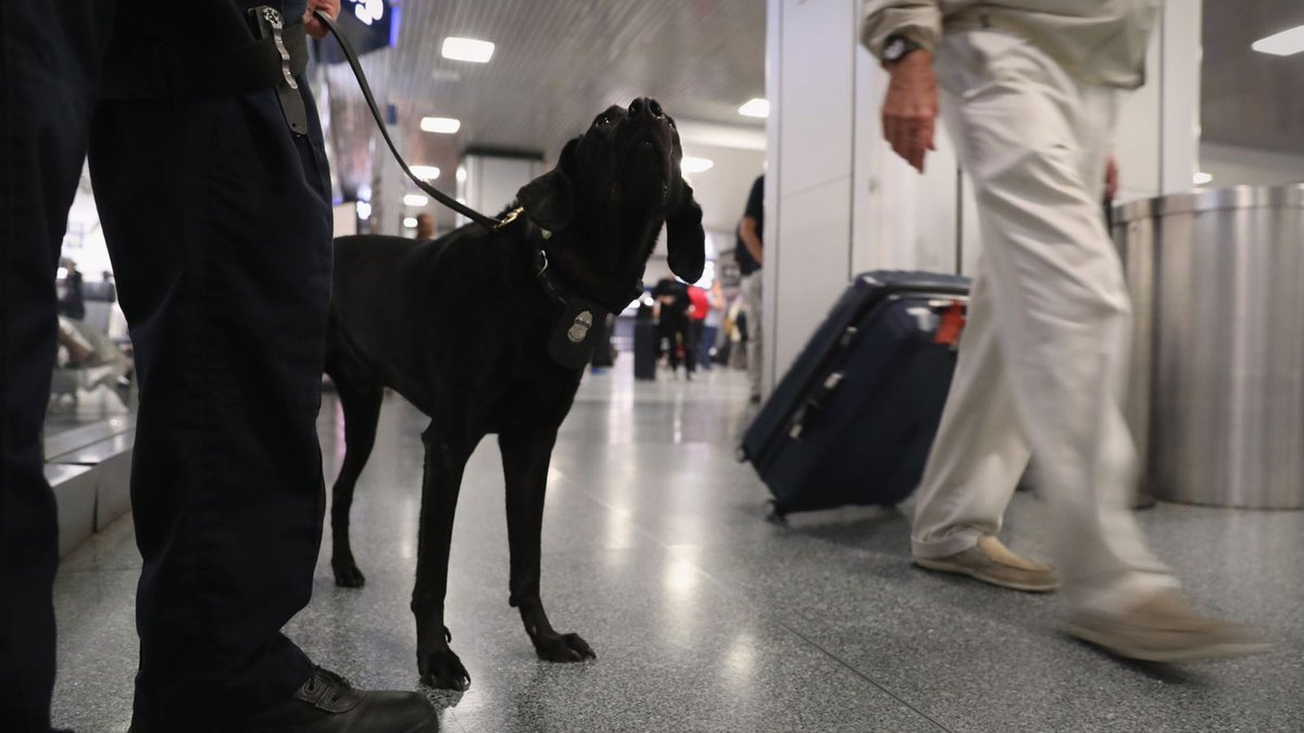 Sniffer dogs now retires early in US as drug dealers find loophole --->  news.sky.com/story/cannabis… #WorkingDogs #dogs