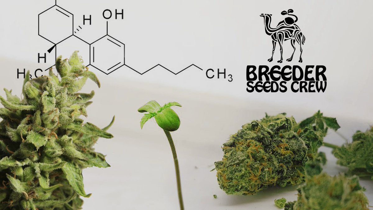 Breeder Seeds Crew tweet media