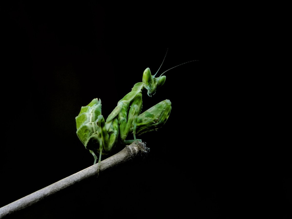 HendrasSetya's tweet photo. #macro https://t.co/Oxhnthfzmy