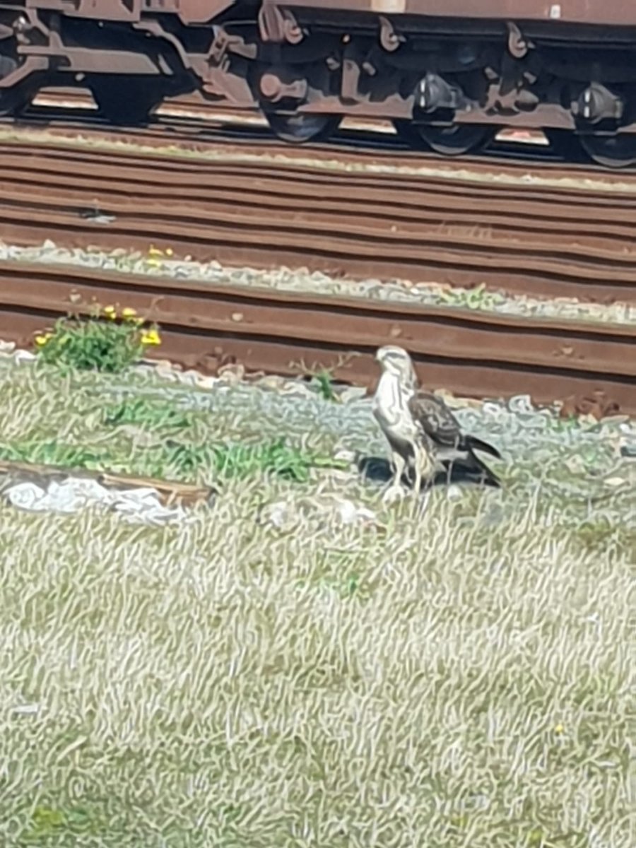 #ProRail diverse vogelsoorten nabij het spoor