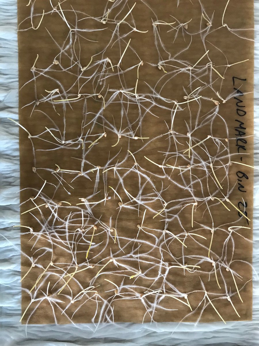 markertseeds's tweet photo. Initial results look favourable #seed19 β¦@FPGeneticsβ© #CDCLandmark https://t.co/jbDnhWvOfq