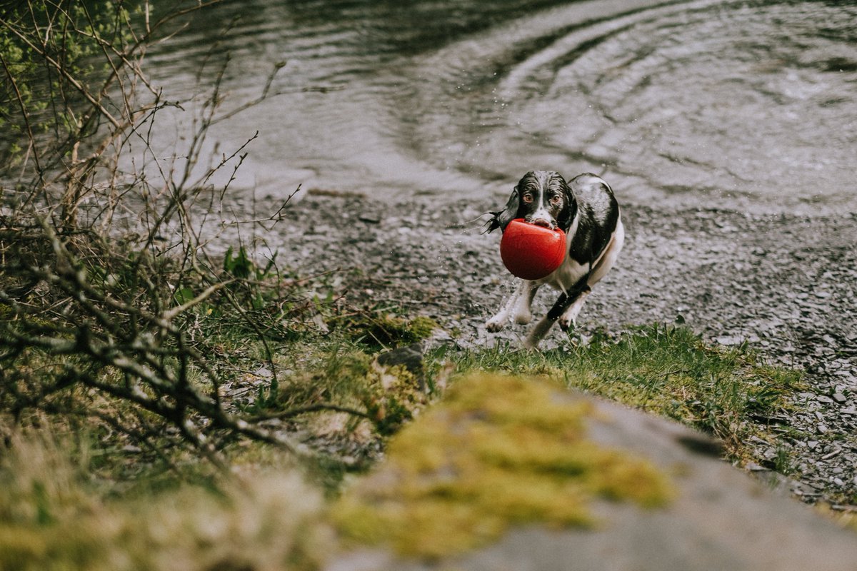 maxandlucy2's tweet photo. What could be more fun than a dive in the river? We'll wait! https://t.co/LyPzm0bMIO #DryDogShampoo #DogLife https://t.co/jCT3GgEYBe