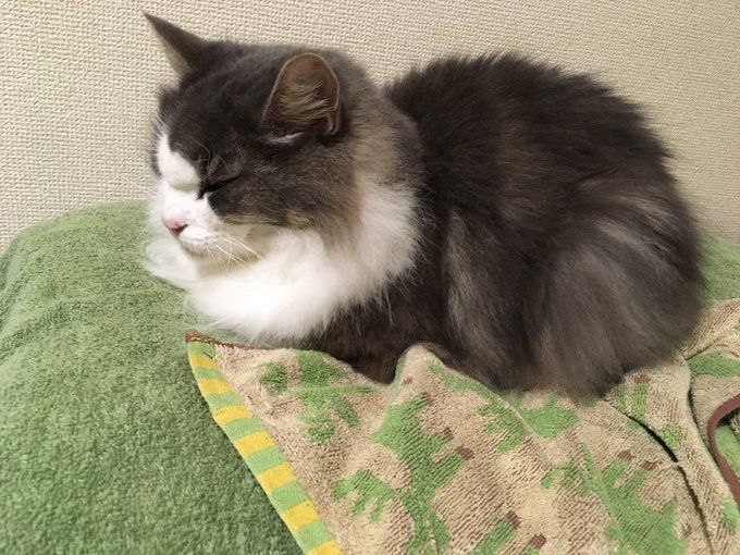 箱にのtwitterイラスト検索結果 古い順