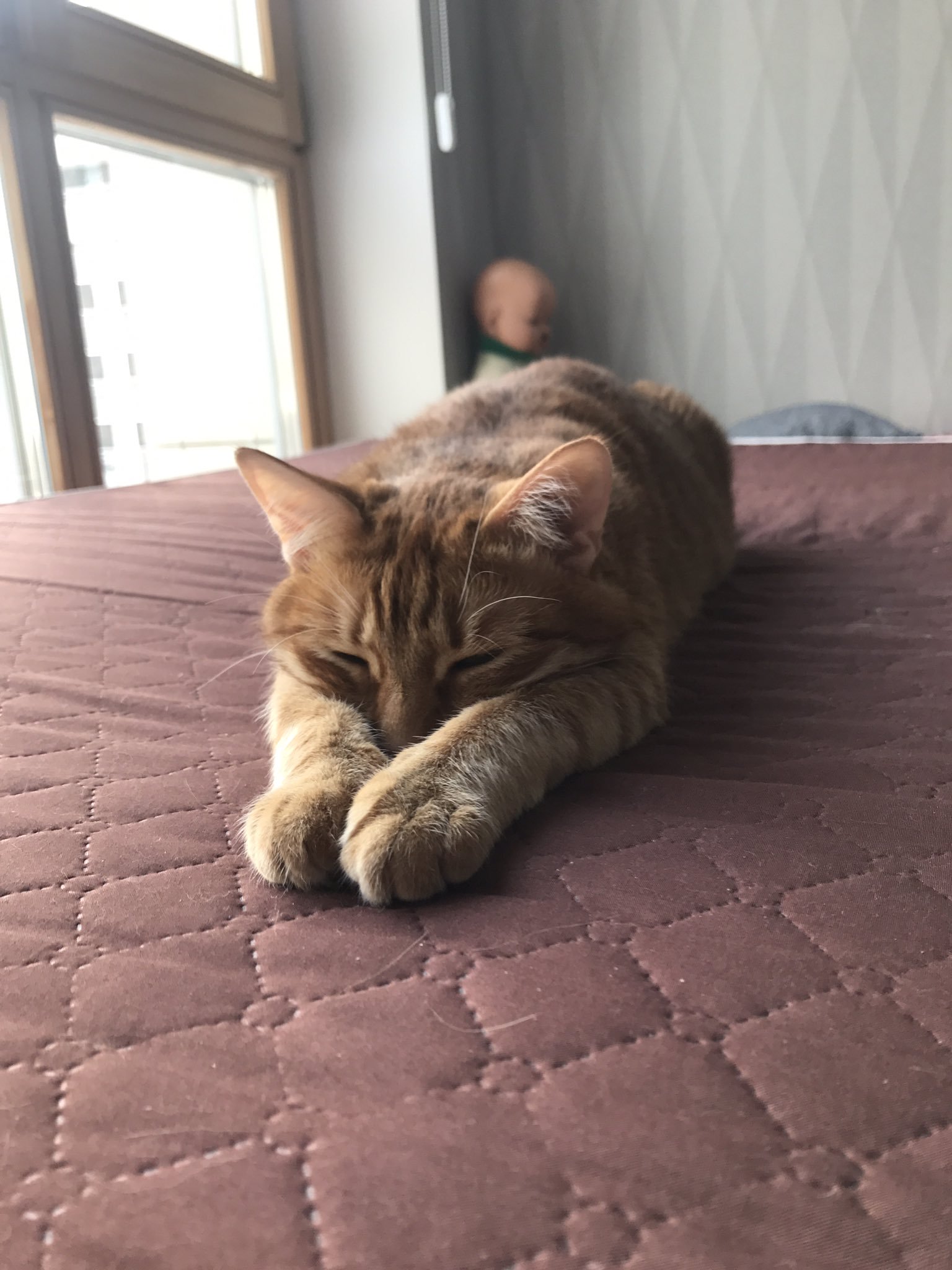 Картинки тигры кота брайна