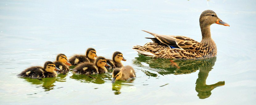 GoSwimDevon's tweet image. Babies &amp;amp; Ducklings!
Limited availability as follows:
&amp;gt; Mondays 12noon; 12.30pm; 1pm Longbarn Pool, Kingskerswell
&amp;gt; Tuesdays 9.30am; 10am; Redhouse Hotel, Torquay
&amp;gt; Fridays 9am; 9.30am; Admiral Pool, Brixham #learntoswim #swimming #lessons #coach