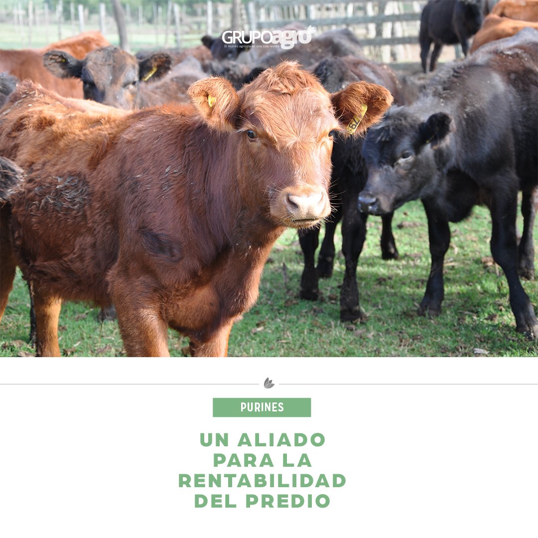 codigoc1's tweet image. PURINES: UN ALIADO PARA LA RENTABILIDAD DEL PREDIO

Revisa el reportaje completo en el siguiente link:
revistagrupoagro.cl/purines-un-ali…

#RevistaGrupoAgro #Purines