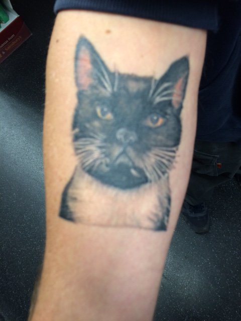 thejudijames's tweet photo. My postie has the best tattoo of his cat on his arm! #Imtempted! https://t.co/EPxdnGb6vf