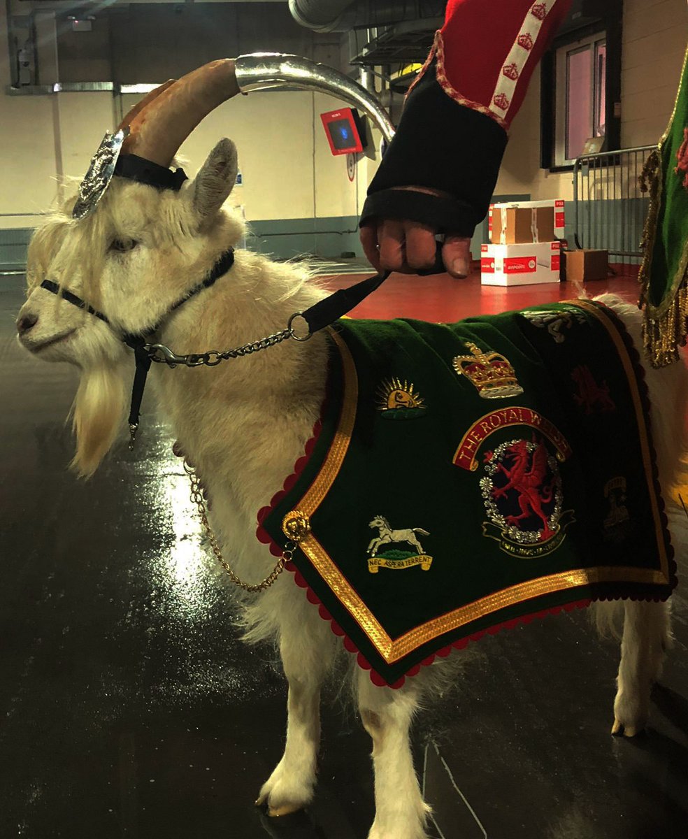🐐 Look who's just paid us a visit <a href="/principalitysta/">Principality Stadium</a>! 

<a href="/shenkinIV/">The Royal Welsh Goat</a> <a href="/TheRoyalWelsh/">The Royal Welsh</a>