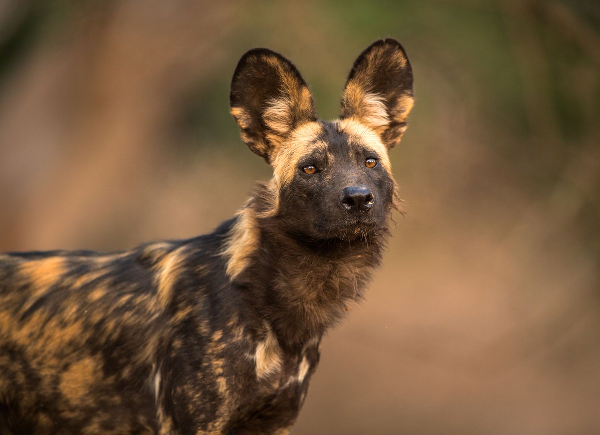 richardbranson's tweet photo. Painted wolves are very misunderstood animals. @paintedwolf_org new book shares the truth about these amazing animals https://t.co/RZ8LBOxTww https://t.co/39eEP5Meo2