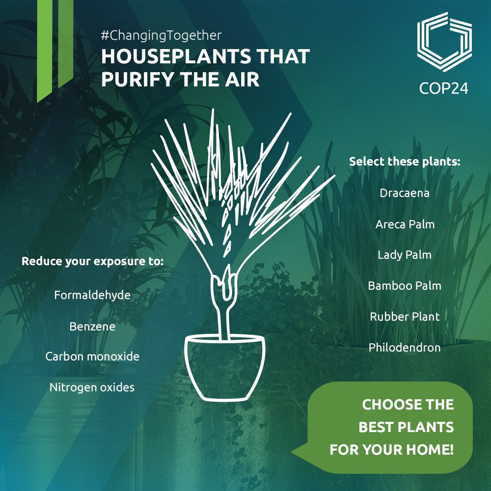 COP24's tweet photo. Trees are our best friends and… superheroes! Look how much good trees and plants are doing for us ⤵
#ChangingTogether #COP24 https://t.co/VyHmM7gTVA