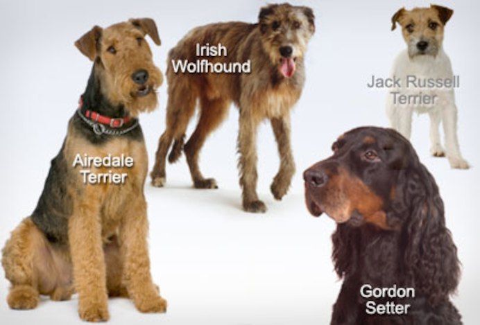 Dogs Breeds Quiz: How well do you know your dog breeds? ---> pets.webmd.com/dogs/dog-breed… #doglovers #dogs