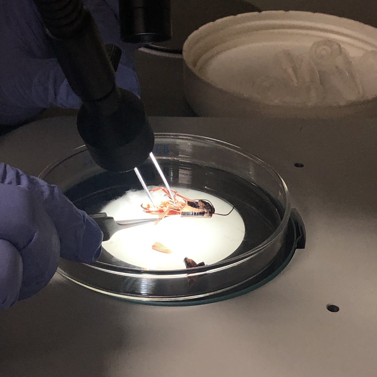 Britt Peterson tweet media