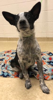 West Valley Humane tweet media