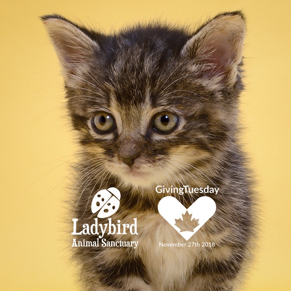#GivingTuesday has arrived!  Please retweet this @Benevity video using #BeTheGood and make sure to mention <a href="/lbas2010/">Ladybird Animal Sanctuary</a> - Benevity will be donating $10 for every retweet back to Ladybird Animal Sanctuary!  bit.ly/BeTheGood2018