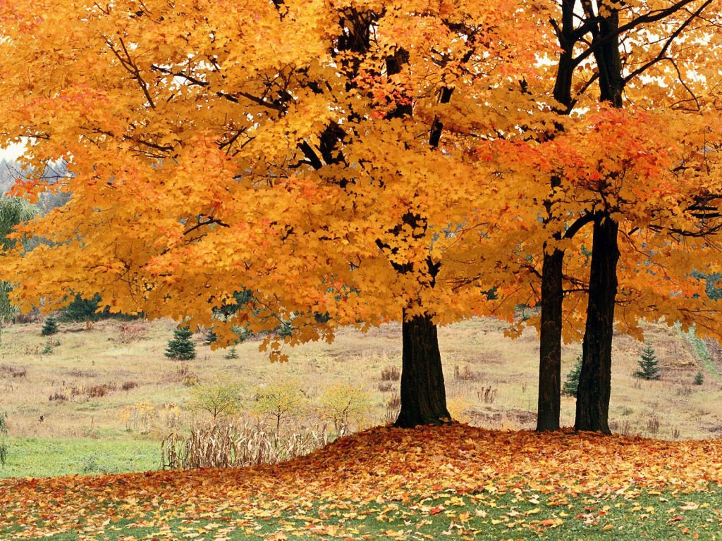 MLeavesForever's tweet photo. Why are we so focused on #planting #nativemaples? Glad you asked! We think it’s important to re-introduce and restore Native Canadian Maples as a visual feature on the rural landscapes in southern Ontario. Find out more: https://t.co/xELAOHRjPI https://t.co/q5phUpQ7kd