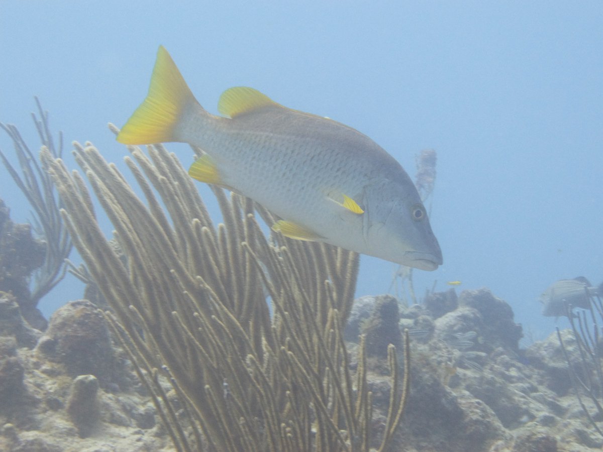 Diving in Antigua, Our Villa is available to rent. Photos taken when with #IndigoDivers
#DivingAntigua #Antigua