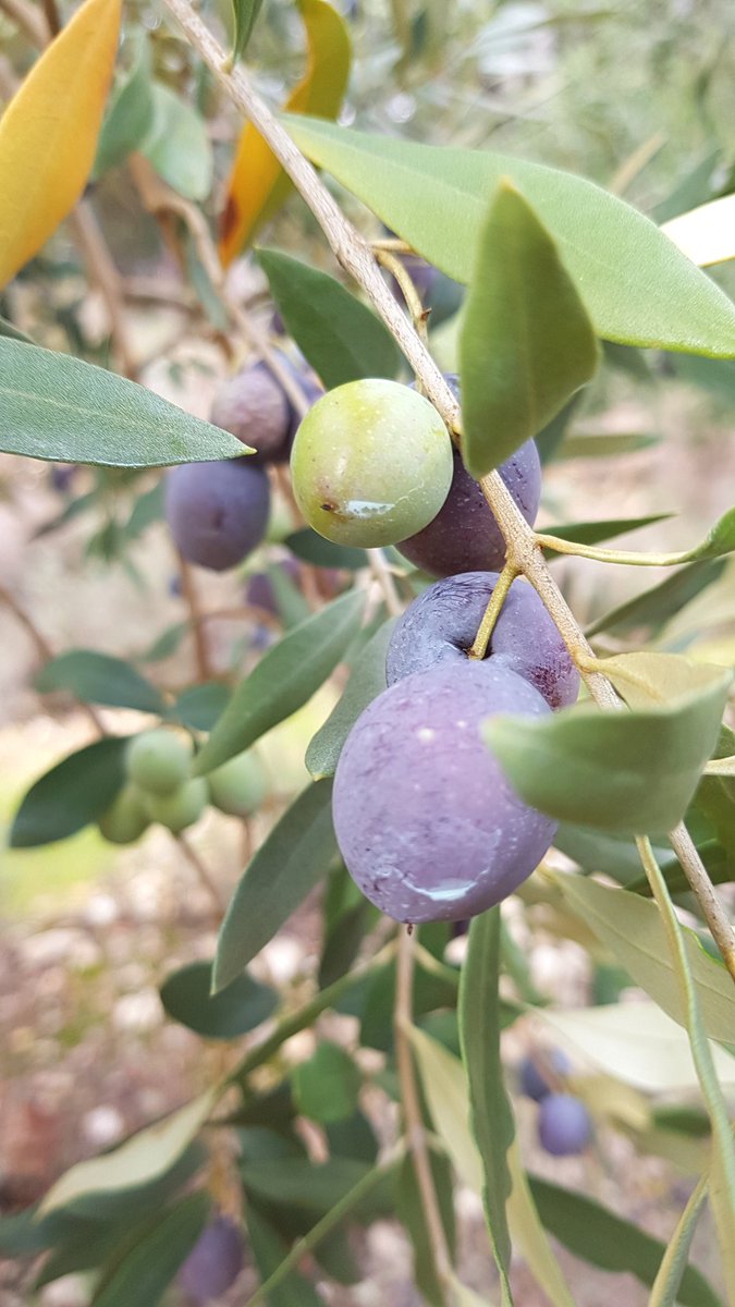 Sand_Audrain's tweet photo. Le tournage se poursuit... du champ à l'assiette, nos #producteurs locaux ont du talent !
Merci pour l'accueil Bernard AUDRAN #oleïculteur & les 1100 adhérents de la coopérative #Vignolis
😍 #olive de #nyons #AOP @ladrometourisme @baronniesinfos @auvergnerhalpes https://t.co/T7FjwDreVf