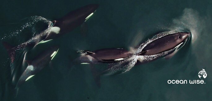 brittany_visona's tweet photo. Not sure what to give your special someone for #Christmas? Why not adopt them a wild #killerwhale! Funds directly support #research and #conservation. Go to https://t.co/YFZQ9AA9KO   #GivingTuesday #southernresidents #donate #charitytuesday @OceanWise https://t.co/agSDR2cQJp