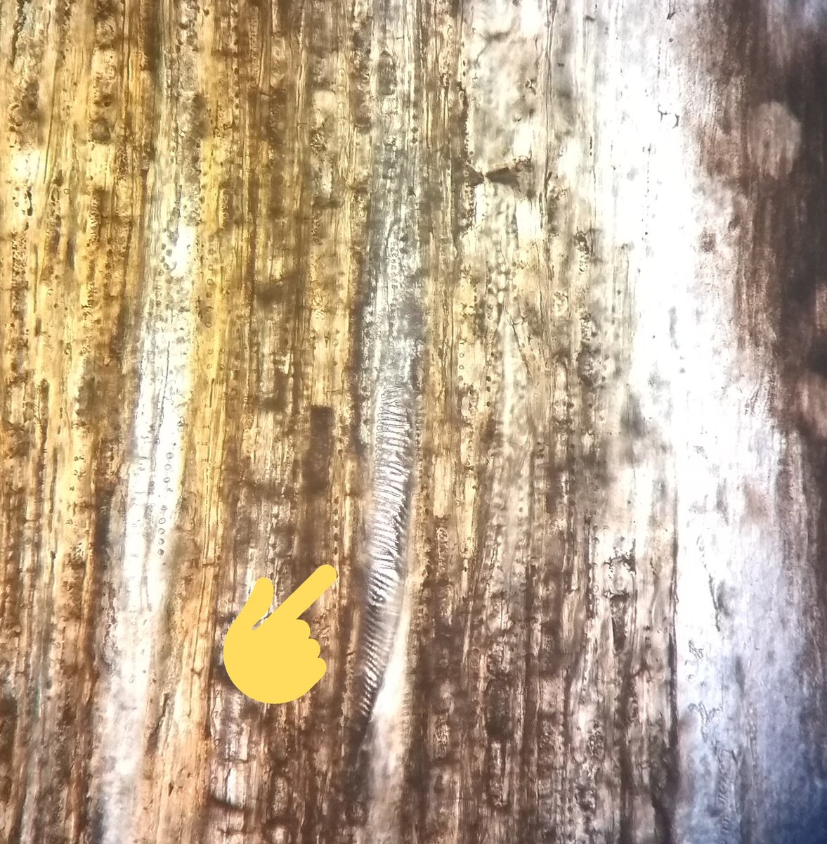 ezequielvera's tweet image. Placas de perforación! Las dicotiledóneas son un mundo nuevo #fossilwood #angiospermwood