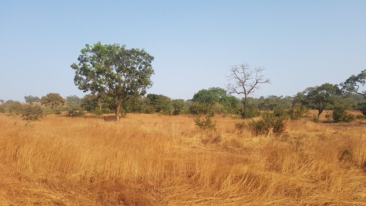  #HauteGuinée Paysage différent de celui de la  #MoyenneGuinée Mais reste beau tout de même #Roadtrip Direction  #HauteGuinée