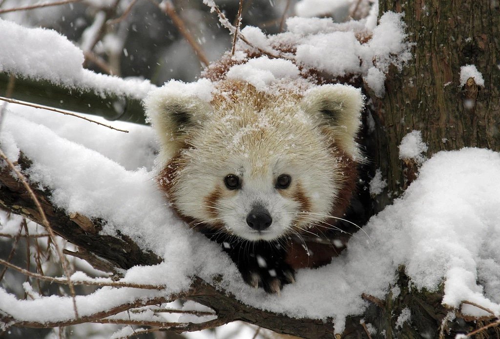 bcjohnson712's tweet photo. Who else is ready for December? #RedPanda #winterwonderland #brrr https://t.co/rtL4XzoMt7